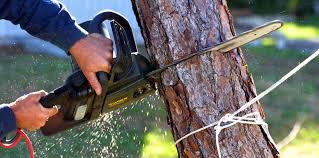 Reliable Orrville, OH Tree Removal and Landscaping Services Solutions